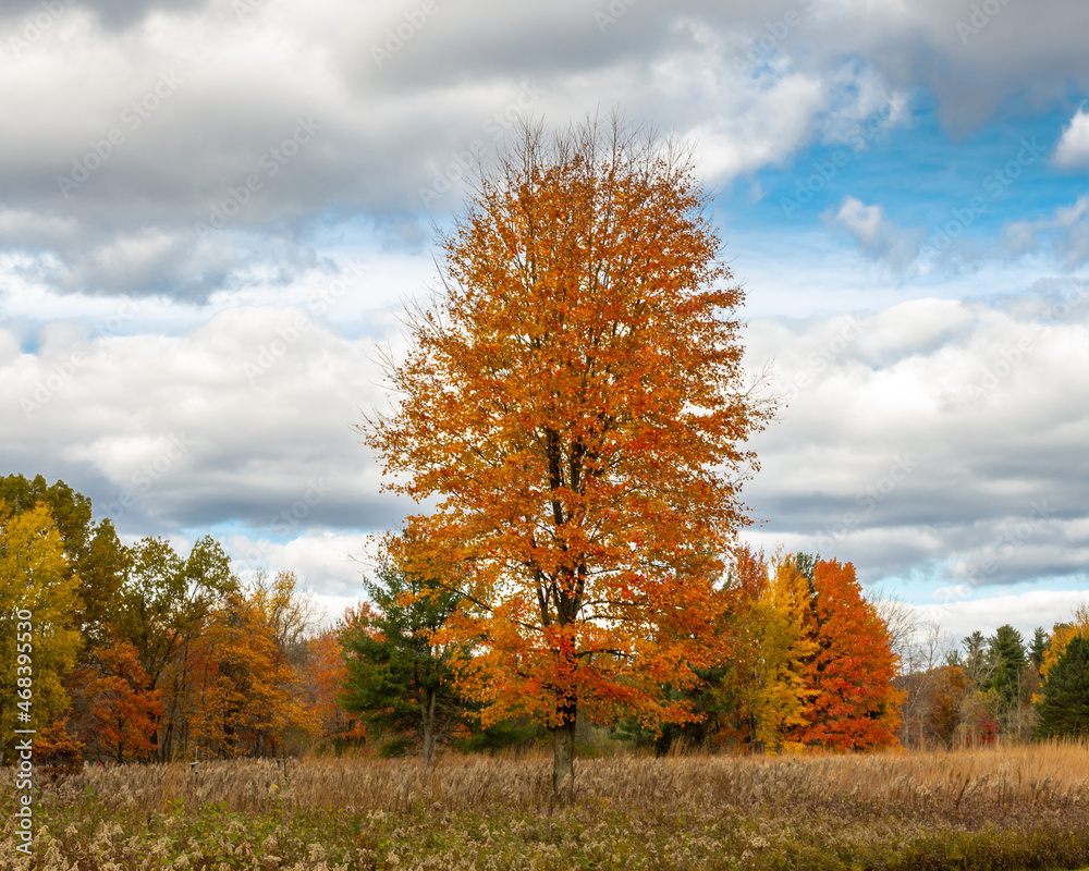 Majestic tree in autumn colors, at Independence Oaks County Park, near Independence, Michigan.