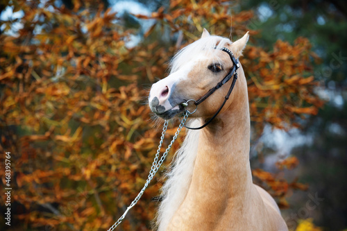 portrait of beautiful palomino welsh pony stallion posing at nice stable garden. close up