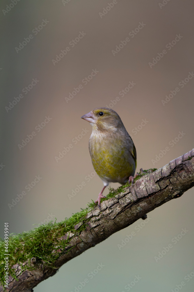 Obraz premium Green finch Chloris chloris stting on a branch