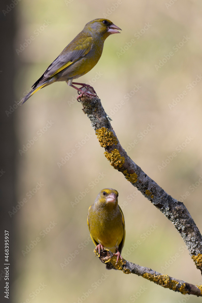 Obraz premium Green finch Chloris chloris stting on a branch
