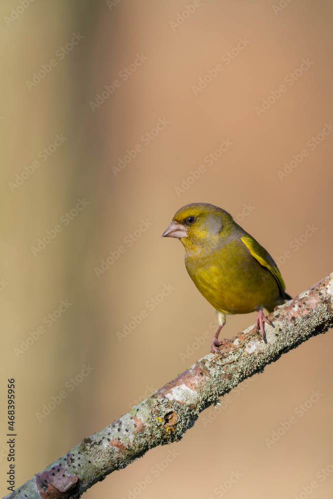 Green finch Chloris chloris stting on a branch Green finch Chloris chloris stting on a branch