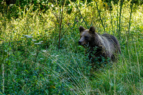 The eurasian brown bear in the Carpathians of Romania