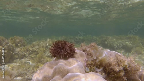 Sea urchin crawling on coral. Burrowing Urchin or Rock-Boring Urchin (Echinometra mathaei) photo