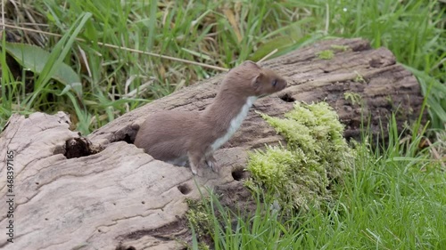 Weasel looking out of a log hole photo