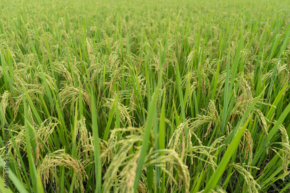 Green Terraced Rice Field. rice is growing in the field background Green Terraced Rice Field. rice is growing in the field background