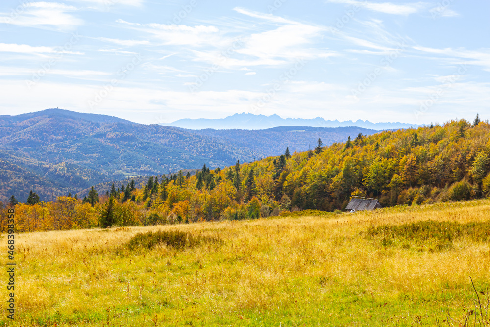 Bright yellow tall grass against the background of autumn mountains and a blue sky