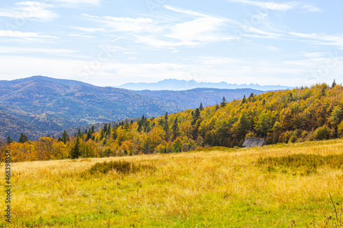 Bright yellow tall grass against the background of autumn mountains and a blue sky