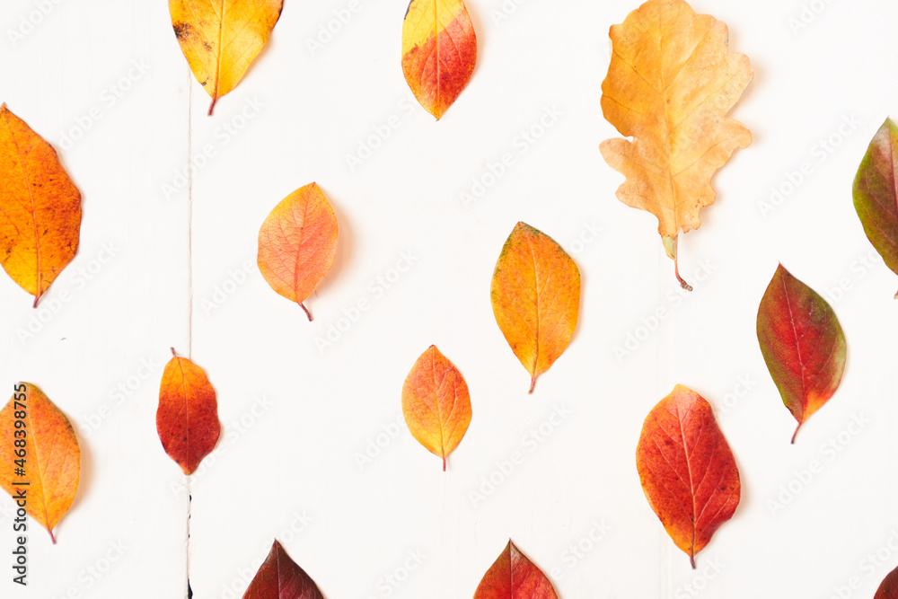 Obraz premium Vintage wooden surface with bright foliage. A flat composition with yellow, red autumn leaves on a white wooden surface. Top view, flat lay. High quality photo