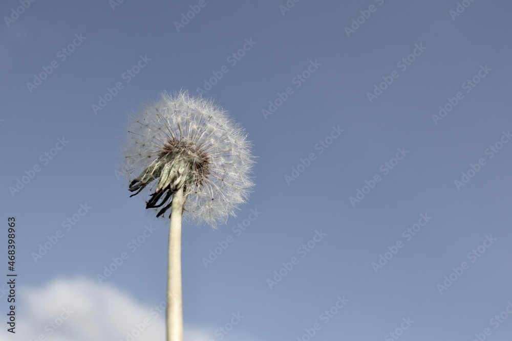 dandelion raised to the blue sky 