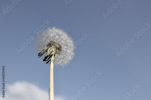 Fototapeta Naklejka Na Ścianę i Meble -  dandelion raised to the blue sky 