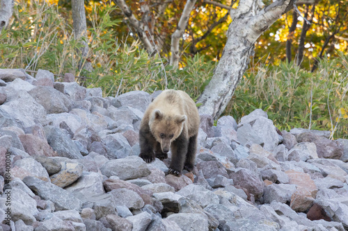 Fototapeta Naklejka Na Ścianę i Meble -  Brown bear walks over stones