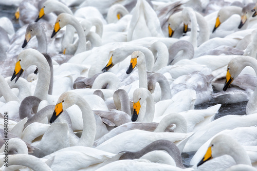 A flock of Whooper swan wintering on the thermal lake Svetloe (Lebedinoe), Altai Territory, Russia photo
