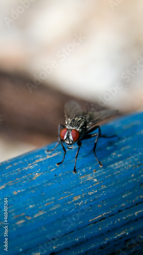 Vertical shot of a housefly on a blue bench photo