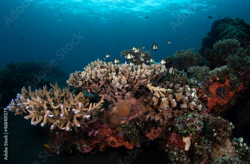 Coral reefs at the Liberty ship wreck. Underwater world of Tulamben, Bali, Indonesia. 