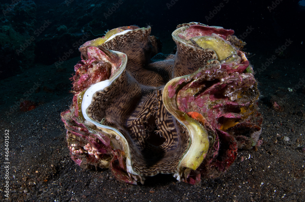 Giant Clam - Tridacna gigas, living at Liberty ship wreck. Underwater ...