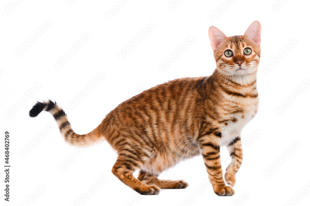 Toyger cat stands on a white background