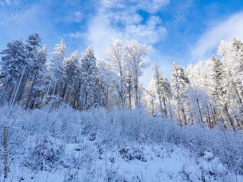 trees in snow, Postavaru Mountains, Romania 