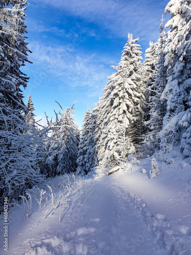 Fototapeta Naklejka Na Ścianę i Meble -  snow covered trees, Postavaru Mountains, Romania 