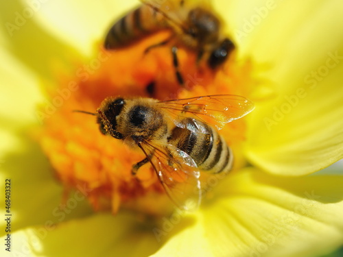 a bee collects honey on a yellow flower in the garden