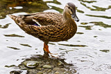 Ducks in the lake 4