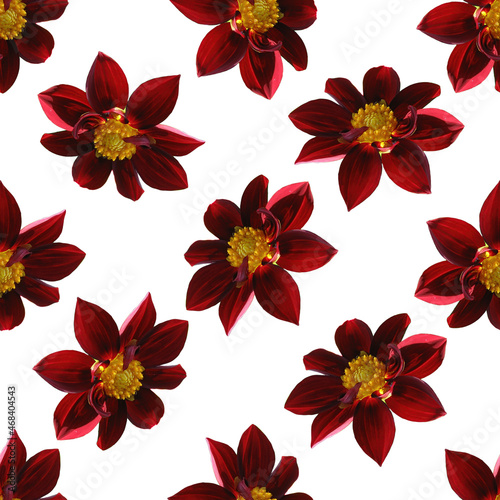 Burgundy dahlia flower seamless pattern. The texture of the burgundy dahlia flower. 