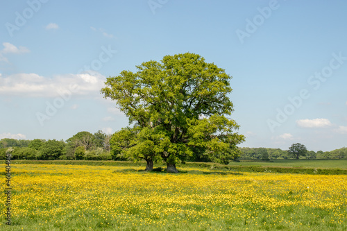 Old oak tree in the summertime countryside