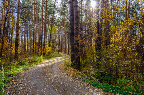 A road in the autumn forest, illuminated by the sun.