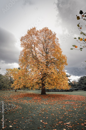 Autumn landscape with tree