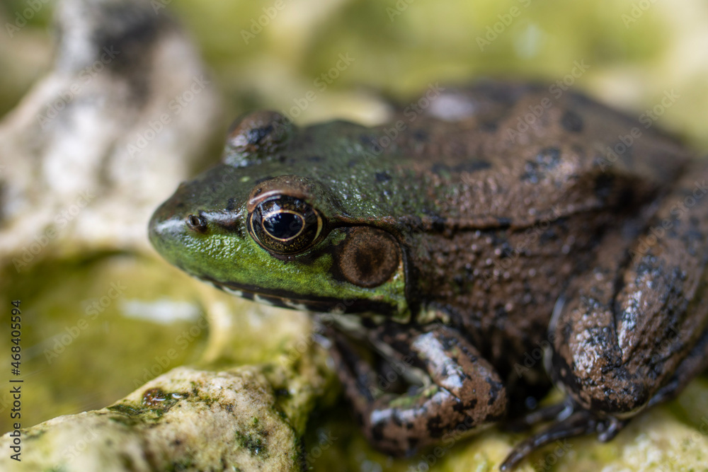macro photograph of a frog on a rock macro photograph of a frog on a rock