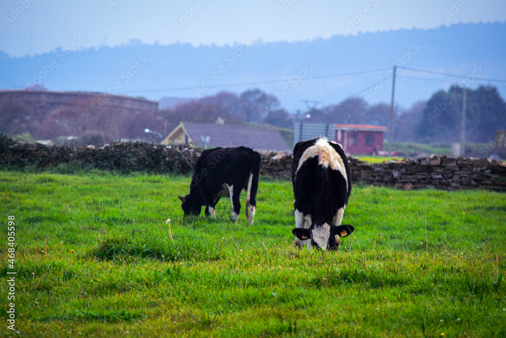 Fototapeta premium Vacas lecheras pastando