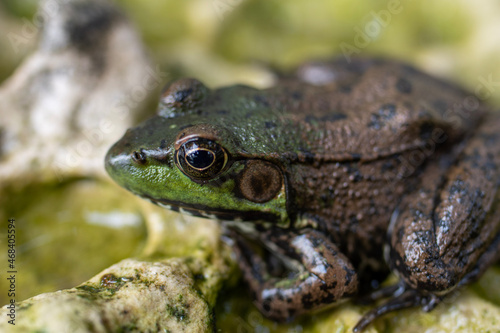macro photograph of a frog on a rock
