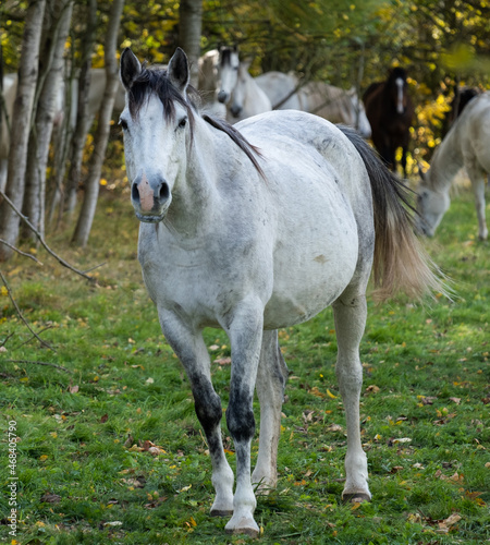 Beautiful horse in the meadow