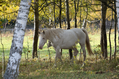 Beautiful horse in the meadow