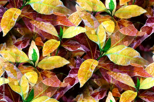 Autumn Leaves pattern background, Multicolored leaves on the branches of tree in the forest photo