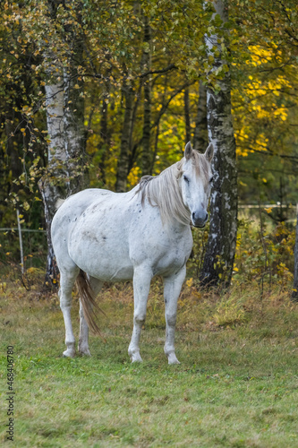 Beautiful horse in the meadow
