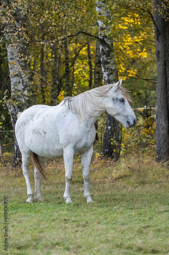 Beautiful horse in the meadow