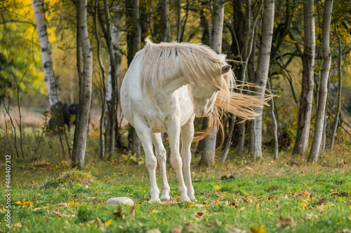 Beautiful horse in the meadow
