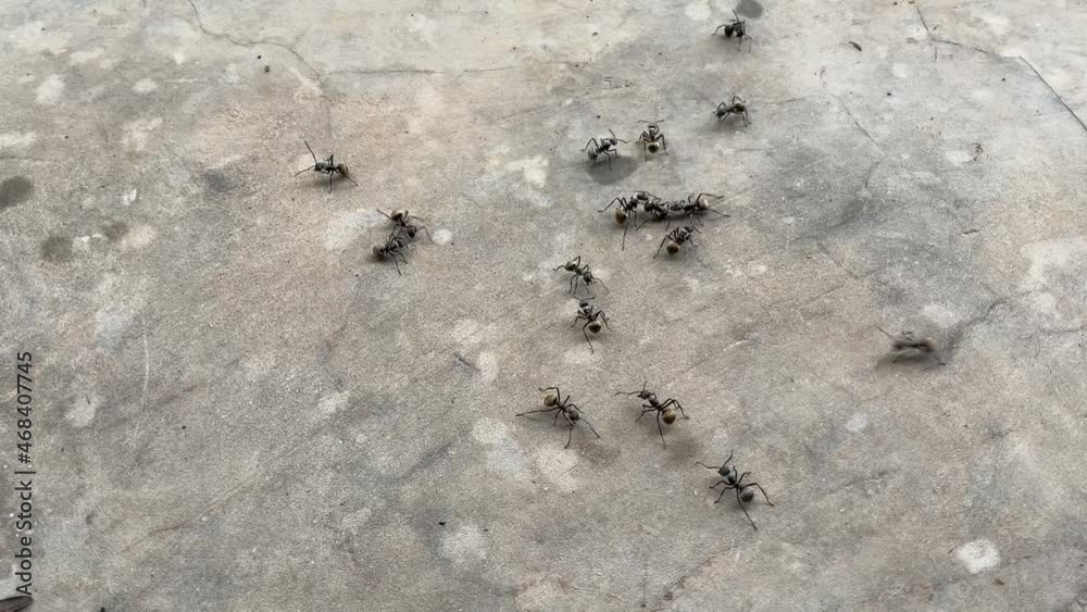 ants on the ground. ant colony gather and walk on the wall ants on the ground. ant colony gather and walk on the wall