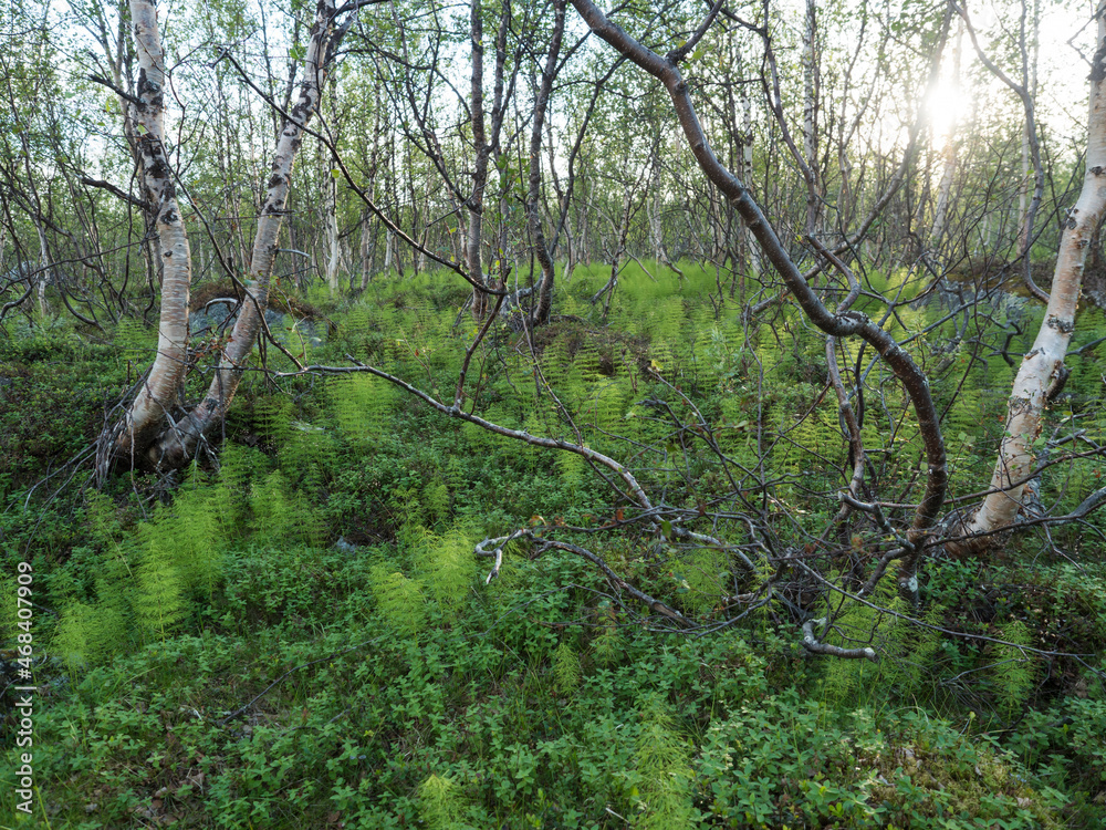 Fototapeta premium Mysterious dense birch tree forest with lush young horsetail plant in golden sun light. Summer northern landscape of artic forest in swedish lapland. The trunks of trees surrounded by Equisetum.