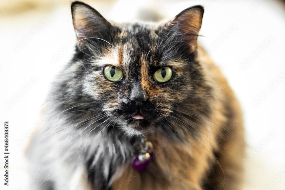 tortoiseshell cat tortoiseshell cat