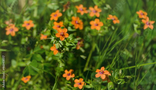 Anagallis arvensis (syn. Lysimachia arvensis), commonly known as scarlet pimpernel, red chickweed or poor man's barometer. Small red flowers in Arboretum Park Southern Cultures in Sirius (Adler) Sochi