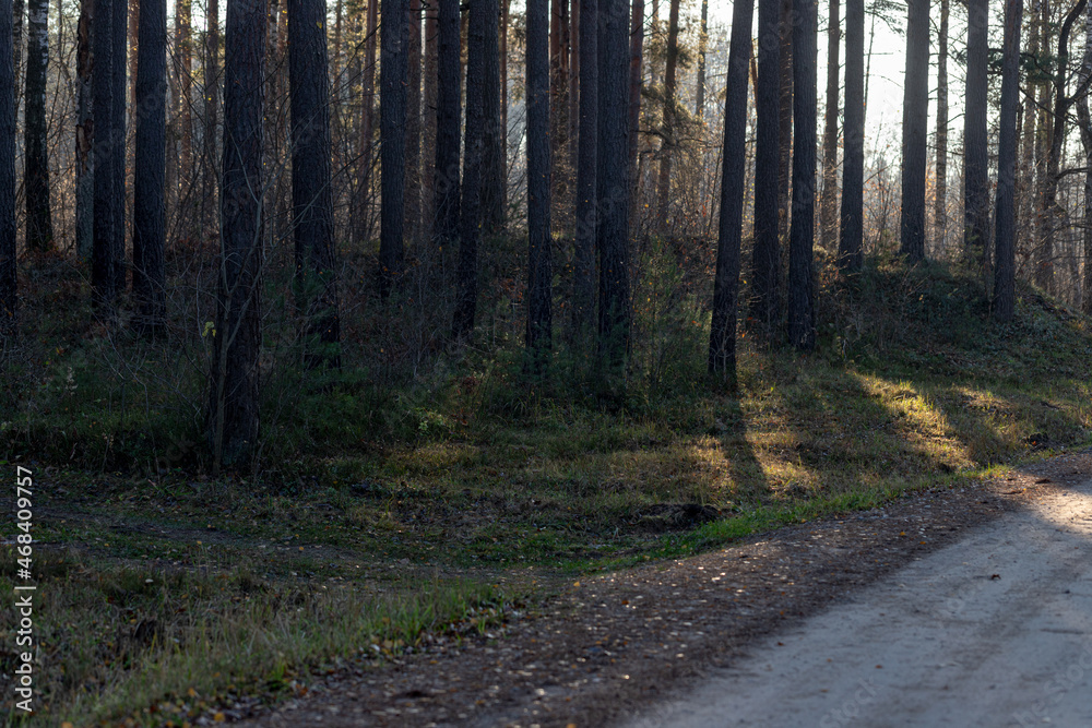 Fototapeta premium pine forest near gravel dirt road in Latvia. Sunset light through trees makes long shadows