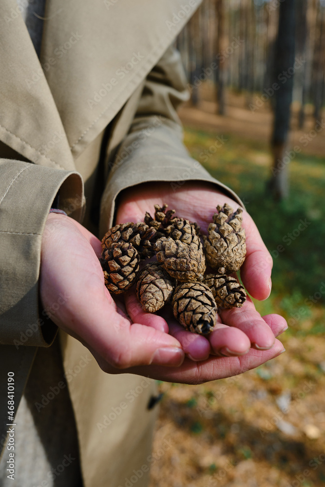 Forest cones in the hands of a girl close-up. Forest textures. Details of the forest Forest cones in the hands of a girl close-up. Forest textures. Details of the forest