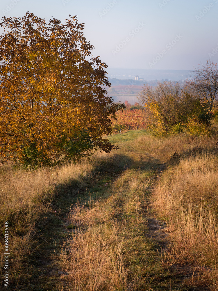 A popular track surrounded by orange autumn trees next to a vineyard A popular track surrounded by orange autumn trees next to a vineyard