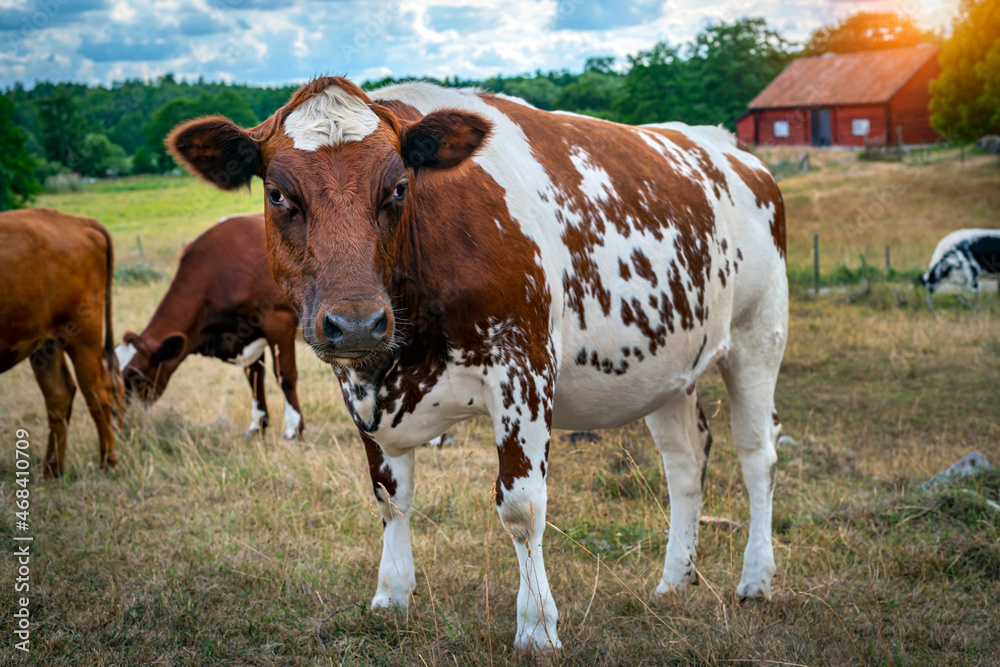 Cows in a farm in Sweden