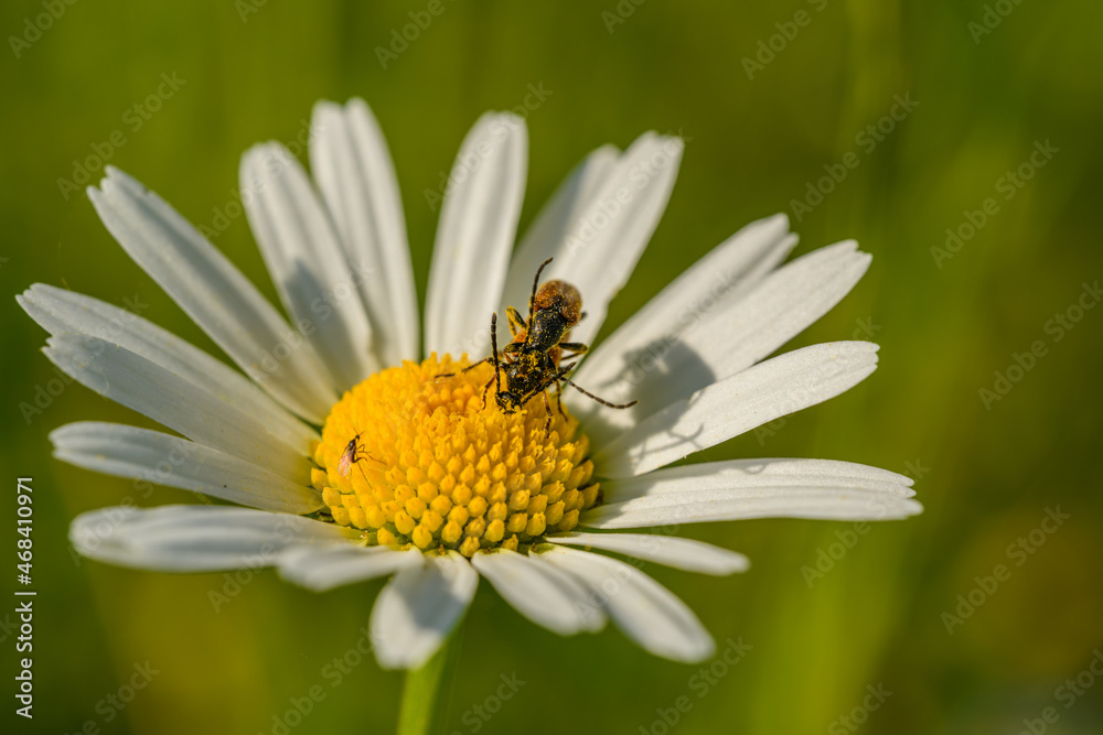 pair of longhorn beetles (Tetropium) mating on daisy flower pair of longhorn beetles (Tetropium) mating on daisy flower