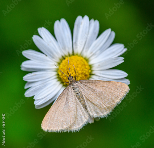 drab looper butterfly (Minoa murinata) on daisy flower photo