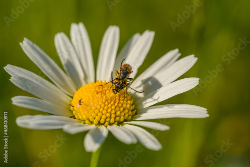 pair of longhorn beetles (Tetropium) mating on daisy flower