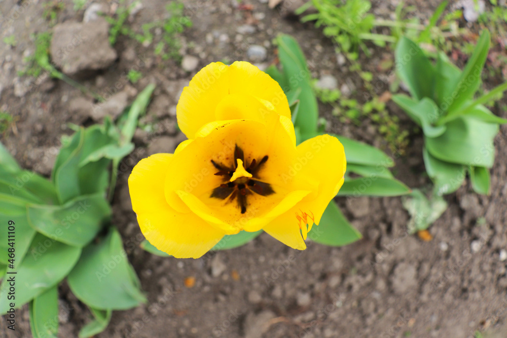 Fototapeta premium springtime. yellow tulips in full bloom in a garden flower bed 