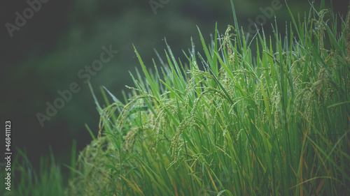 Natural Fresh Green Grass Field 